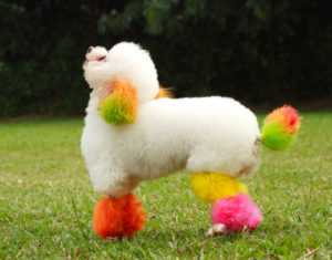 Dyed Mini Poodle