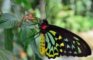 Butterflies can be supplied for events, exhibits, or educational purposes.