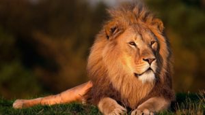 Lions are one of the exotic species treated by wildlife veterinarians.