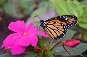 Monarch butterflies are popular for wedding releases.