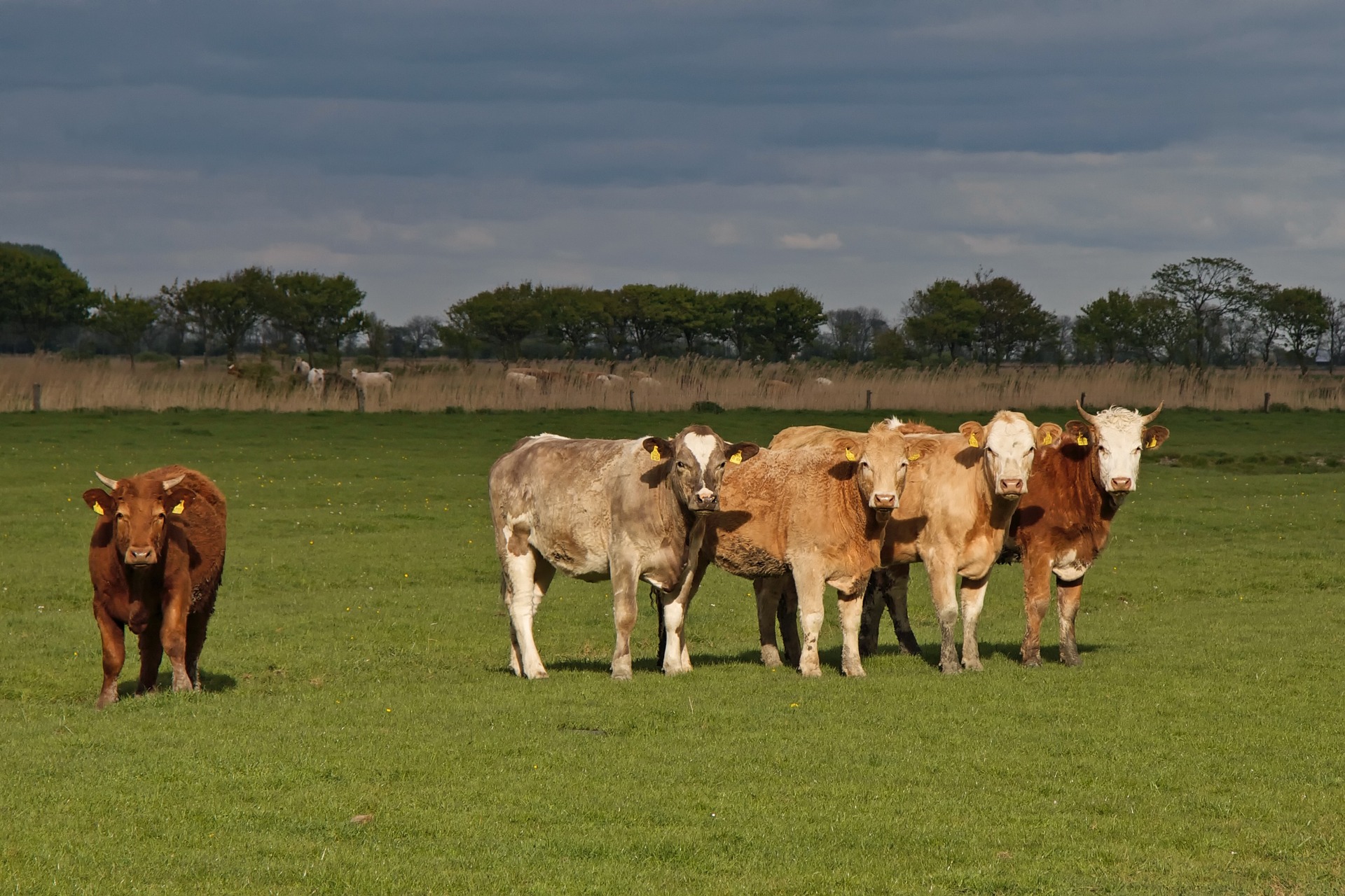 15 Best Beef Cattle Internships Animal Career Expert